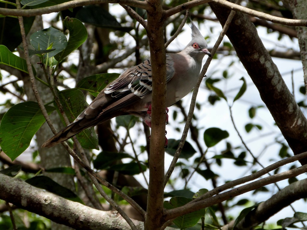 COL-Colu Crested Pigeon (Ocyphaps lophotes) at ZM by Lee