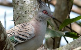 Crested Pigeon at Zoo&nbsp;Miami