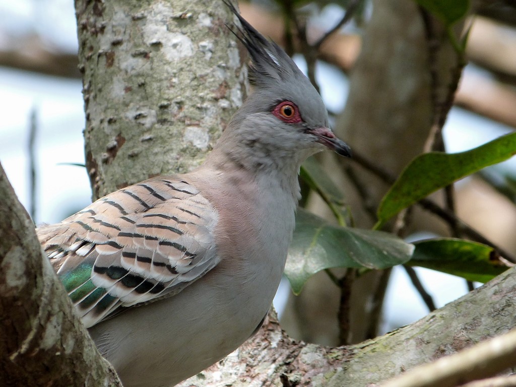 COL-Colu Crested Pigeon (Ocyphaps lophotes) at ZM by Lee