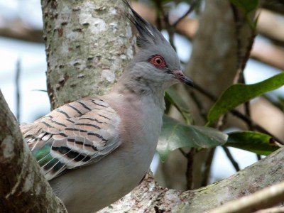 COL-Colu Crested Pigeon (Ocyphaps lophotes) at ZM by Lee