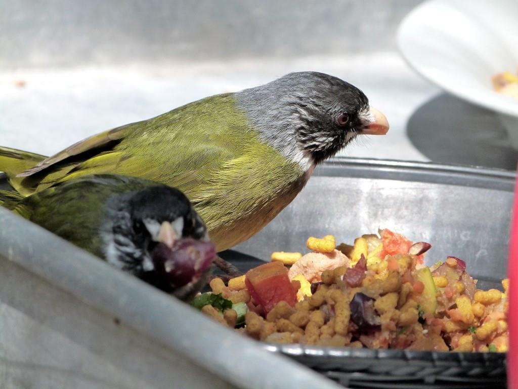 Counters with friends making themselves at home