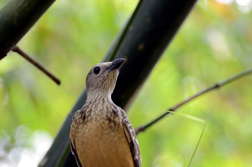 Fawn-breasted Bowerbird by Dan ZM