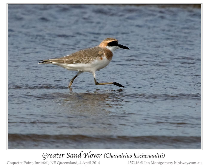 Greater Sand Plover (Charadrius leschenaultii) by Ian