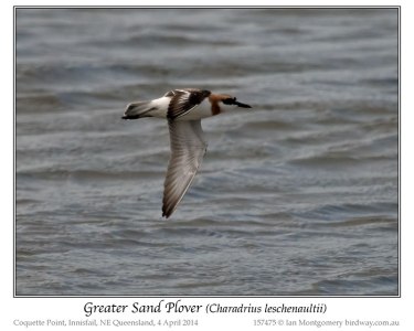 Greater Sand Plover (Charadrius leschenaultii) by Ian 4
