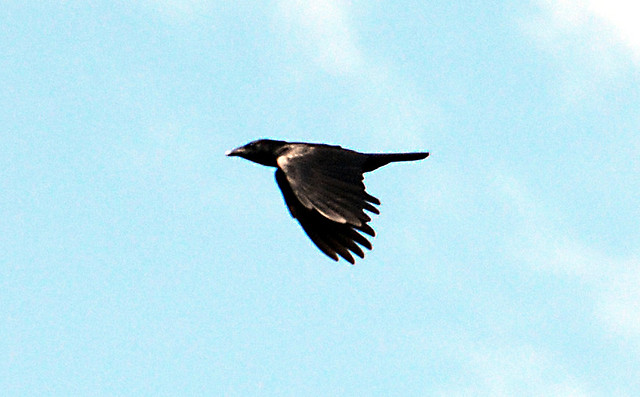 Cuban Palm Crow (Corvus minutus) ©Bing