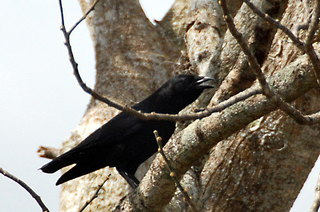 Hispaniolan Palm Crow (Corvus palmarum) ©Drawing WikiC