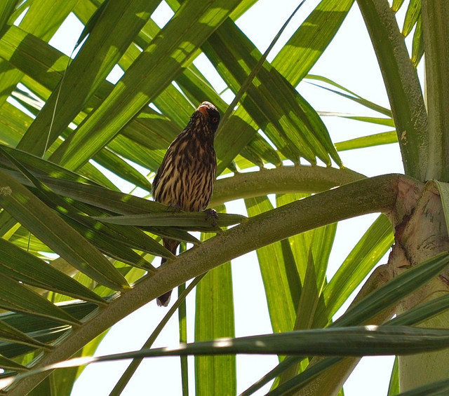 Palmchat (Dulus dominicus) ©Flickr
