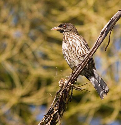 Palmchat (Dulus dominicus) ©WikiC