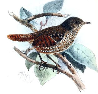 Spotted Elachura (Elachura formosa) ©Drawing WikiC