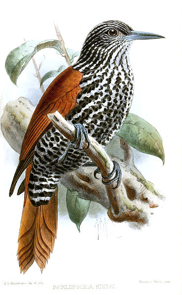 Point-tailed Palmcreeper (Berlepschia rikeri) ©Drawing WikiC
