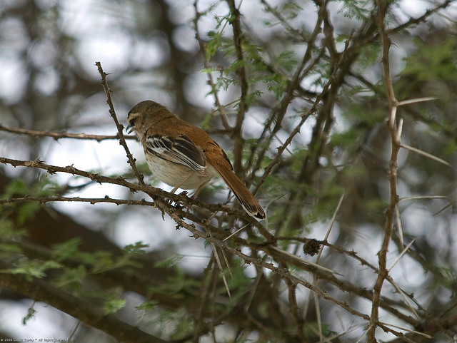 Spotted Palm Thrush (Cichladusa guttata) ©©chuck derby