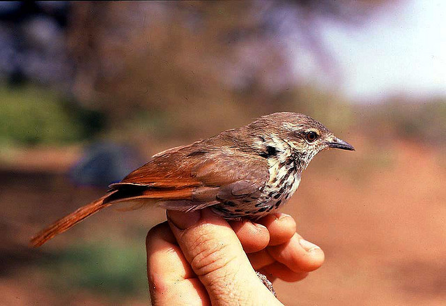 Spotted Palm Thrush (Cichladusa guttata) ©©kibuyu