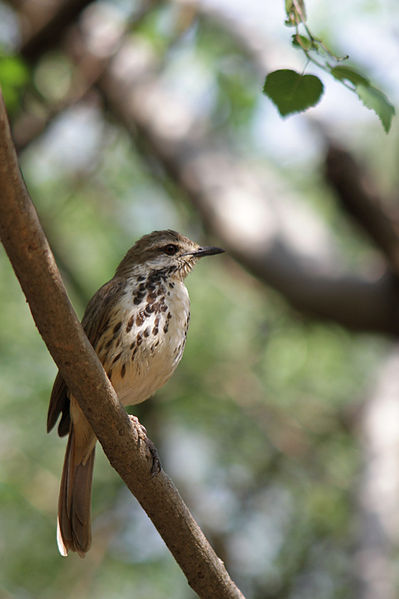 Spotted Palm Thrush (Cichladusa guttata) ©WikiC