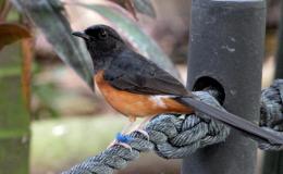 White-rumped Shama at Zoo&nbsp;Miami