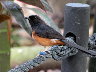 White-rumped Shama (Copsychus malabaricus)  at Zoo Miami - Lee