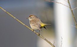 Sunday Inspiration – Palm&nbsp;Birds