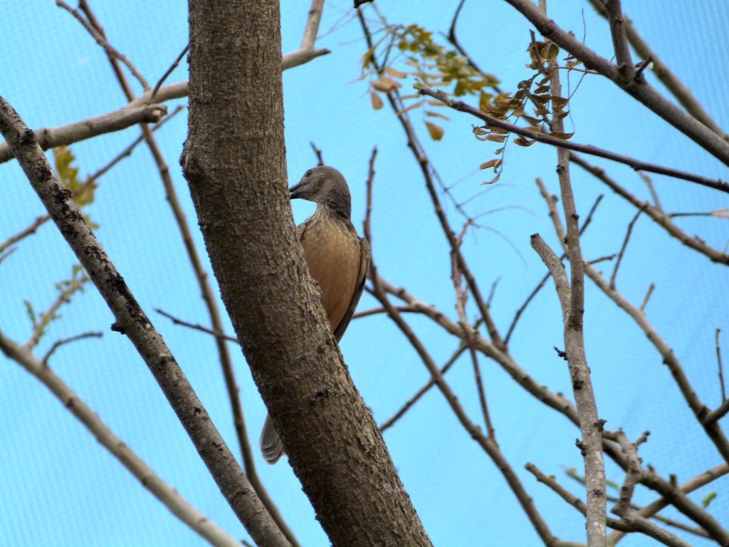 PAS-Ptil Fawn-breasted Bowerbird (Chlamydera cerviniventris) Zoo Miami by Lee
