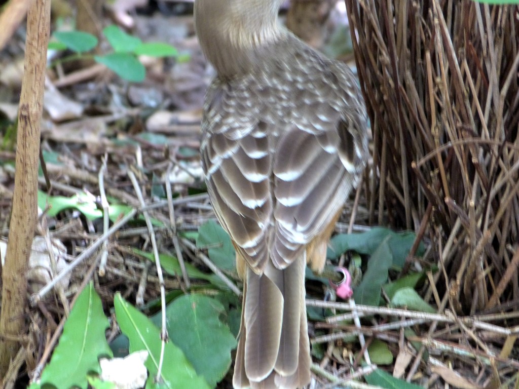 Fawn-breasted Bowerbird (Chlamydera cerviniventris) Zoo Miami by Lee
