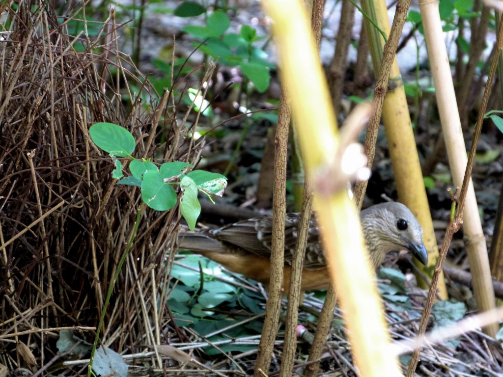 Fawn-breasted Bowerbird (Chlamydera cerviniventris) Zoo Miami by Lee