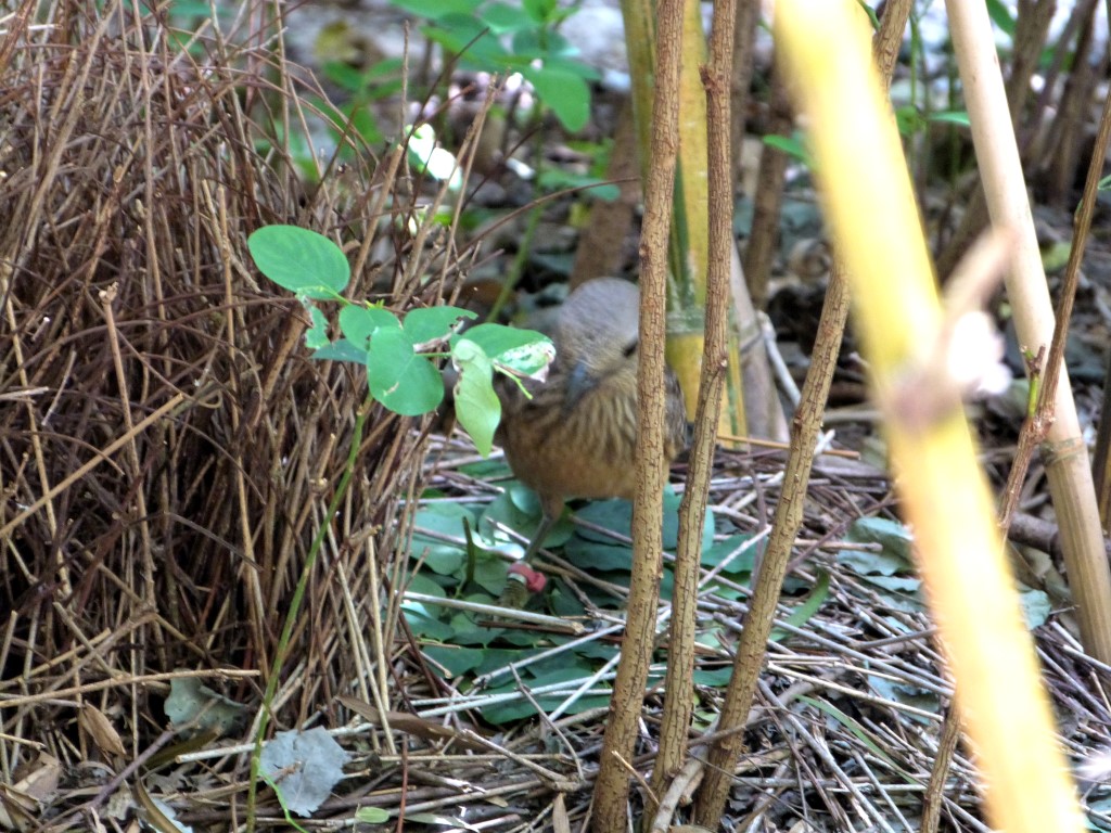 Fawn-breasted Bowerbird (Chlamydera cerviniventris) Zoo Miami by Lee