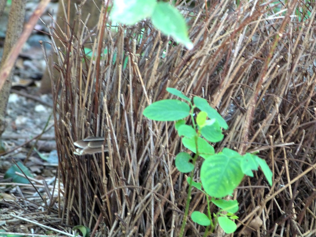 Fawn-breasted Bowerbird (Chlamydera cerviniventris) Zoo Miami by Lee