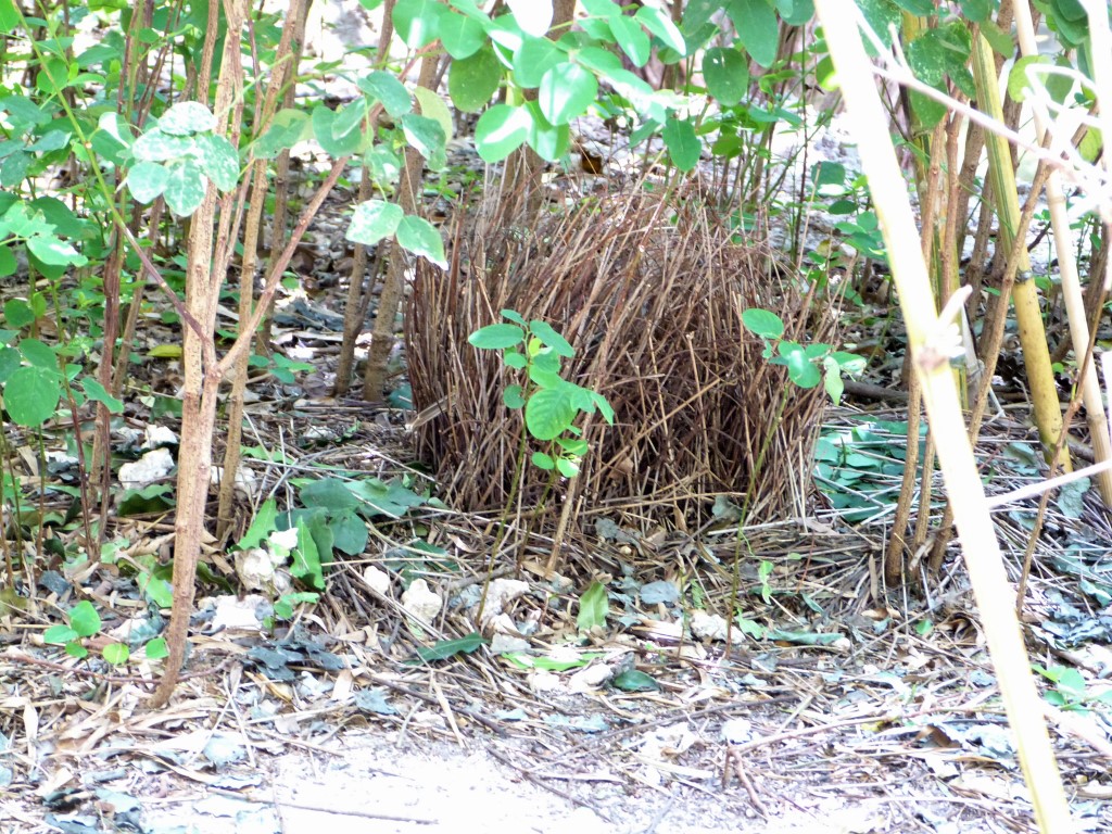 Fawn-breasted Bowerbird (Chlamydera cerviniventris) Zoo Miami by Lee