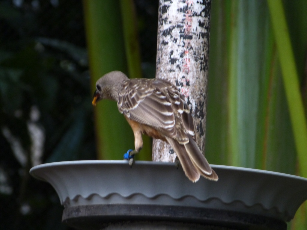 Fawn-breasted Bowerbird (Chlamydera cerviniventris) Zoo Miami by Lee