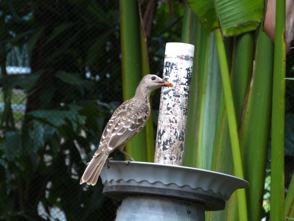 Fawn-breasted Bowerbird (Chlamydera cerviniventris) Zoo Miami by Lee