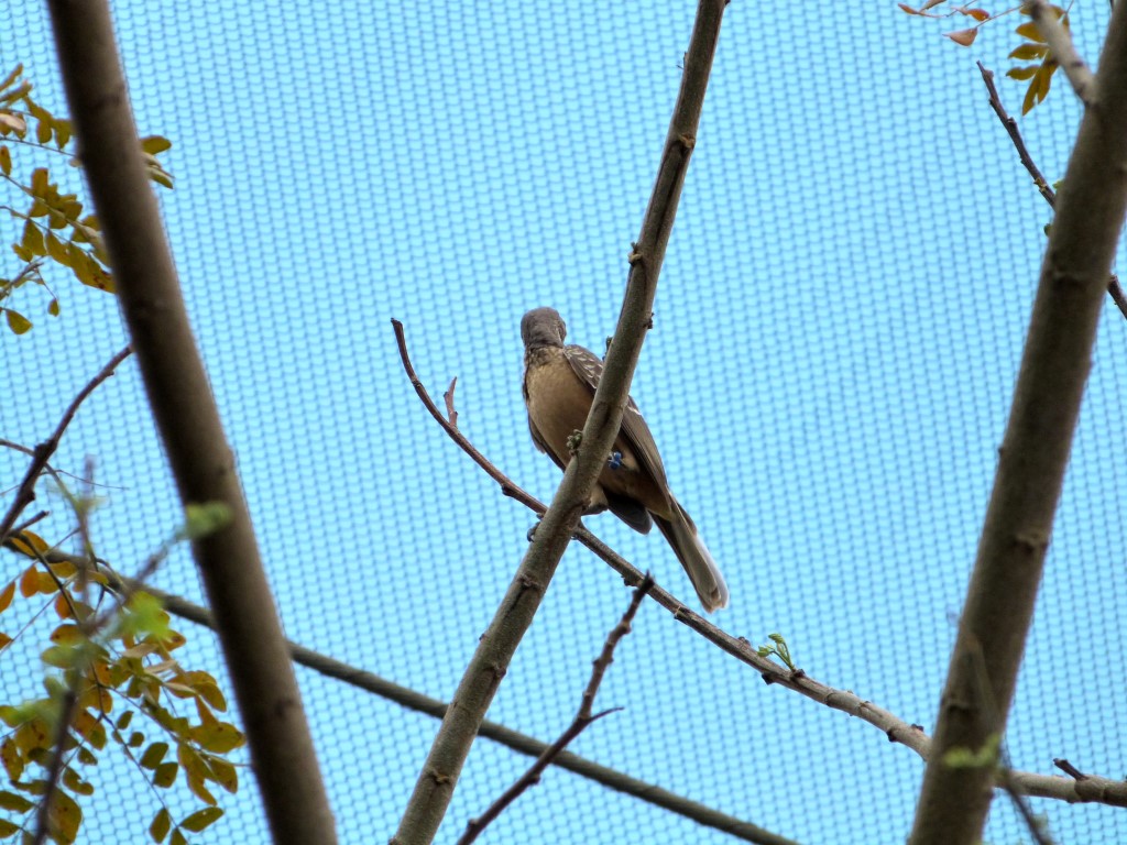 PAS-Ptil Fawn-breasted Bowerbird (Chlamydera cerviniventris) Zoo Miami by Lee