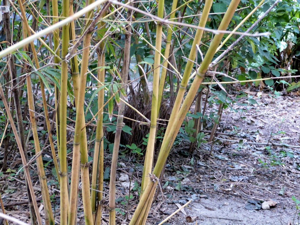 Fawn-breasted Bowerbird (Chlamydera cerviniventris) Zoo Miami by Lee