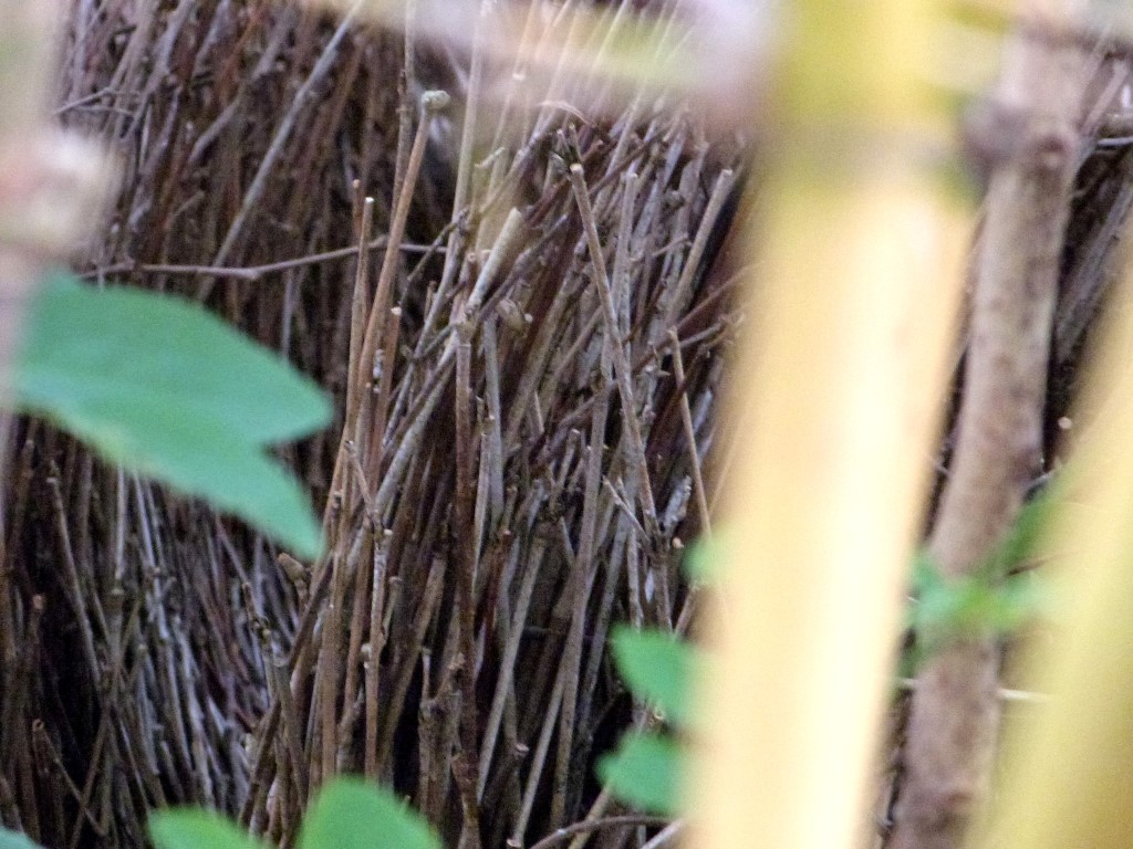 Fawn-breasted Bowerbird (Chlamydera cerviniventris) Zoo Miami by Lee
