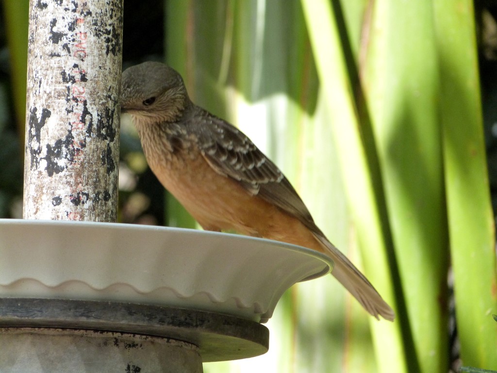 Fawn-breasted Bowerbird (Chlamydera cerviniventris) Zoo Miami by Lee