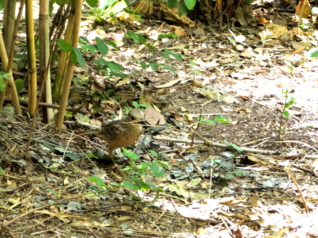 PAS-Ptil Fawn-breasted Bowerbird (Chlamydera cerviniventris) Zoo Miami by Lee