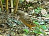 Fawn-breasted Bowerbird (Chlamydera cerviniventris) Zoo Miami by Lee