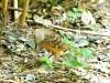 Fawn-breasted Bowerbird (Chlamydera cerviniventris) Zoo Miami by Lee