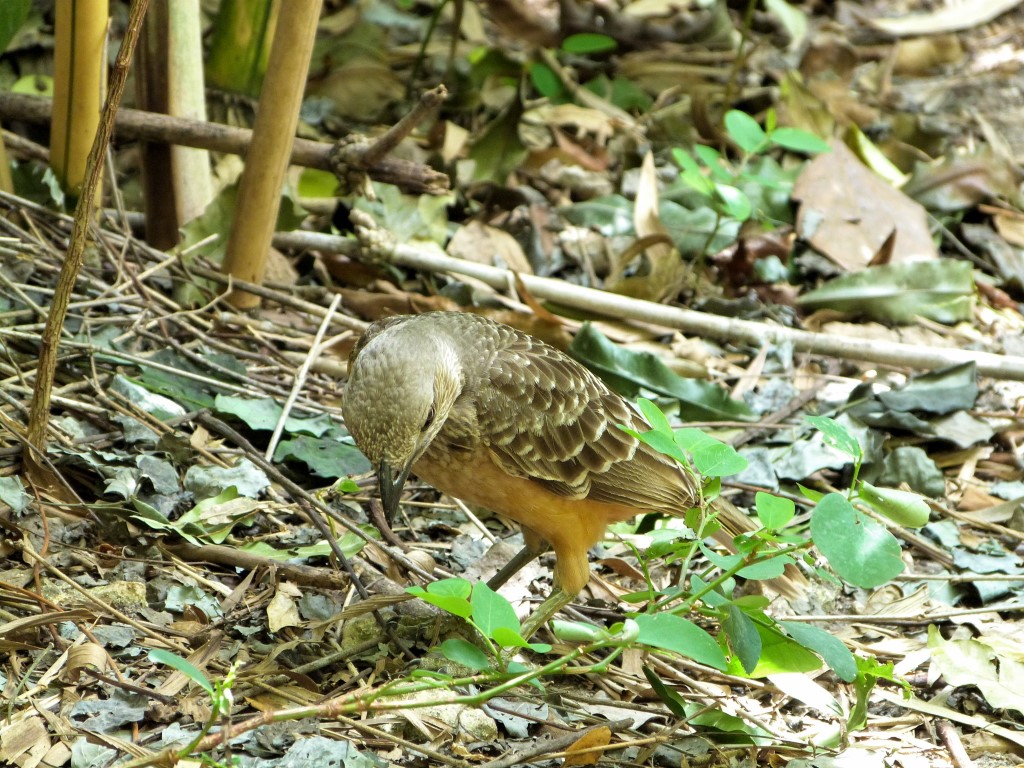 Fawn-breasted Bowerbird (Chlamydera cerviniventris) Zoo Miami by Lee