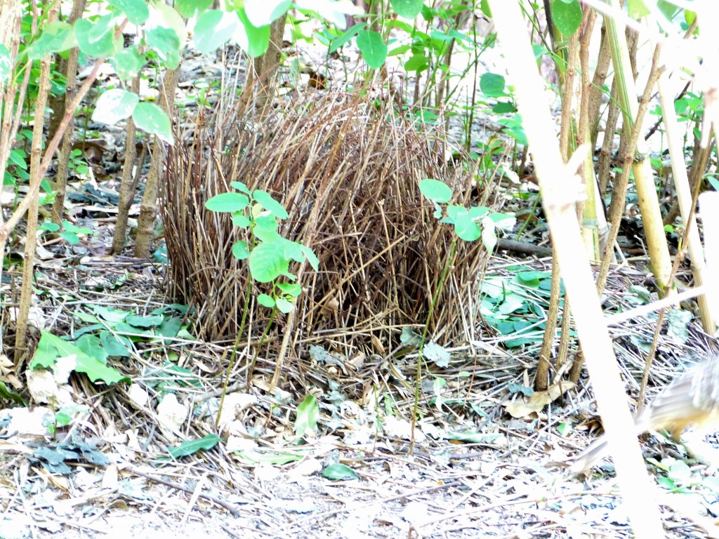 Fawn-breasted Bowerbird (Chlamydera cerviniventris) Zoo Miami by Lee
