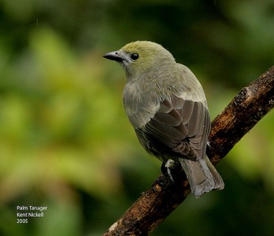 Palm Tanager (Thraupis palmarum) 2 by Kent Nickell
