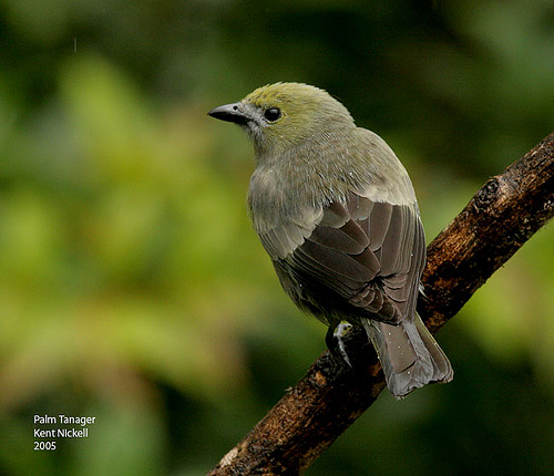 Palm Tanager (Thraupis palmarum) 2 by Kent Nickell