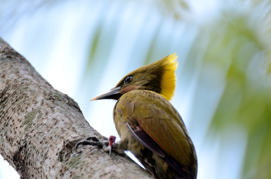 Greater Yellownape (Chrysophlegma flavinucha) female Zoo Miami by Dan