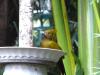 Greater Yellownape (Chrysophlegma flavinucha) female Zoo Miami by Lee