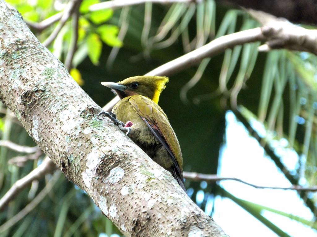 Greater Yellownape (Chrysophlegma flavinucha) female Zoo Miami by Lee