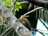 Greater Yellownape (Chrysophlegma flavinucha) female Zoo Miami by Lee