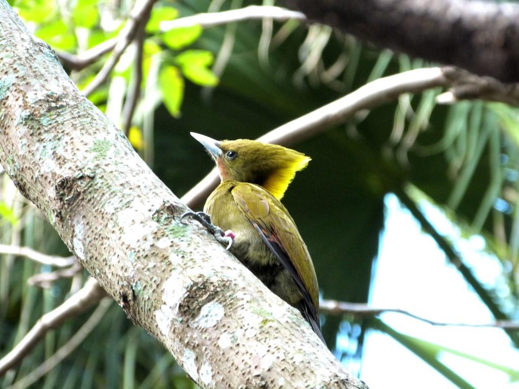 Greater Yellownape (Chrysophlegma flavinucha) female Zoo Miami by Lee