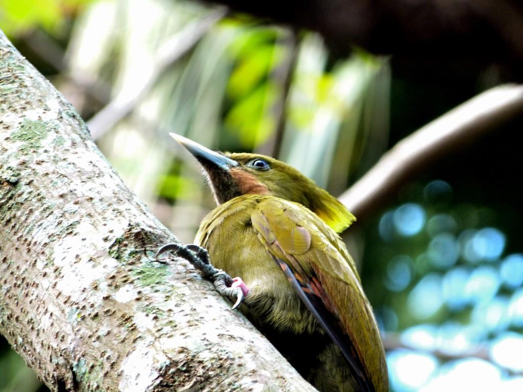 Greater Yellownape (Chrysophlegma flavinucha) female Zoo Miami by Lee