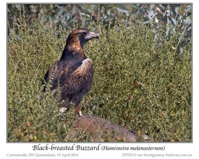 Black-breasted Buzzard (Hamirostra melanosternon) by Ian