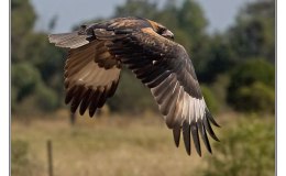 Ian’s Bird of the Week – Black-breasted&nbsp;Buzzard