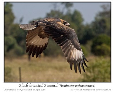 Black-breasted Buzzard (Hamirostra melanosternon) by Ian