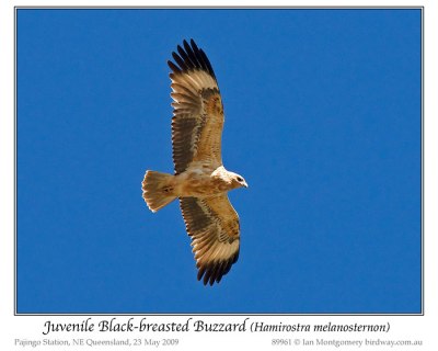 Black-breasted Buzzard (Hamirostra melanosternon) juvenile by Ian