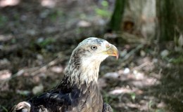 Is Evolution Simply Change? – (from Creation&nbsp;Moments)